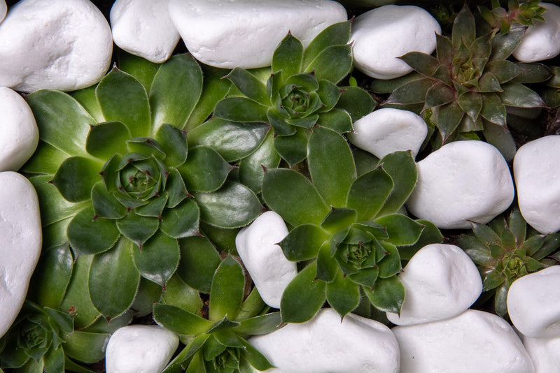 Load image into Gallery viewer, Snow-White Thassos Marble Pebbles
