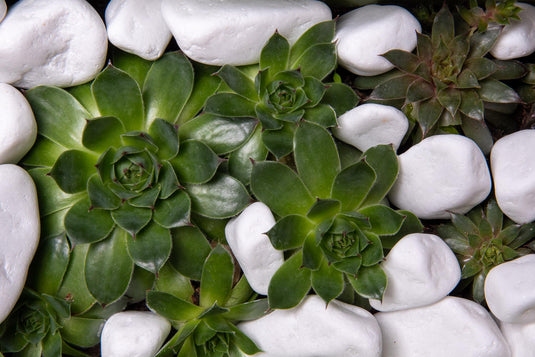 Snow-White Thassos Marble Pebbles