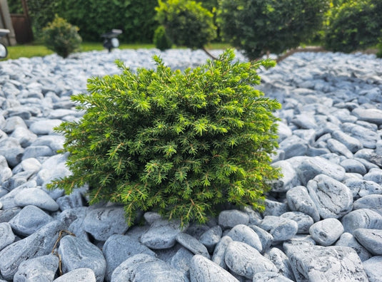 Ocean Graphite Thassos Marble Pebbles